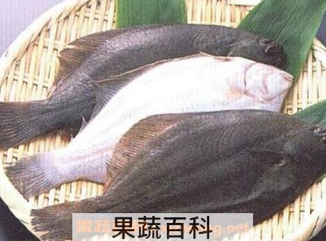 鸦片鱼的营养价值及功效