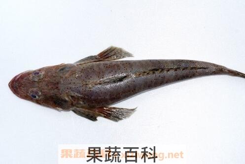 牛尾鱼的功效与作用
