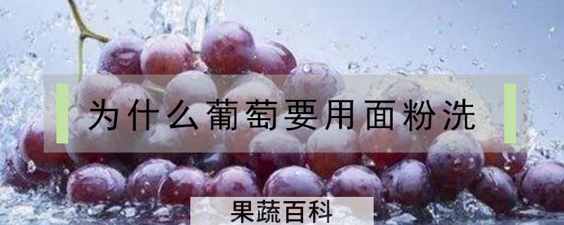 为什么葡萄要用面粉洗
