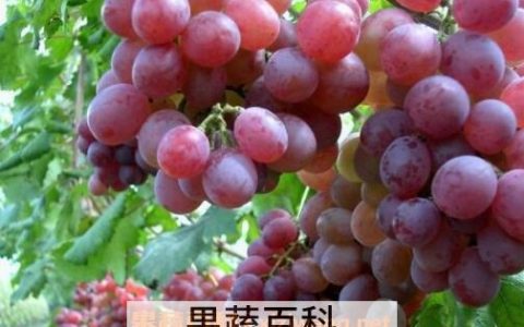 提子的营养价值高吗 提子有什么营养价值和功效
