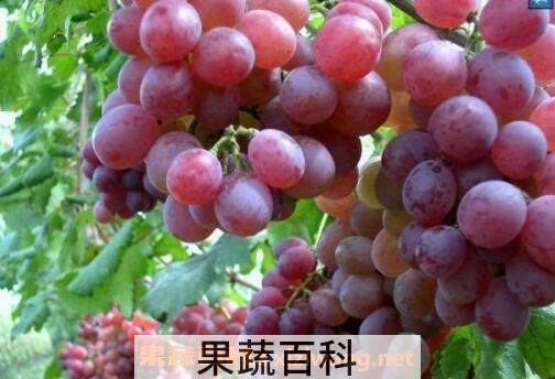 提子的营养价值与功效 