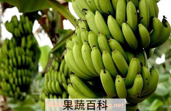 吃香蕉的禁忌与注意事项