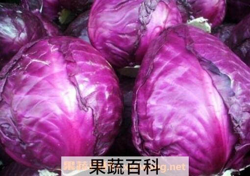  紫甘蓝与什么食物相克 紫甘蓝的功效