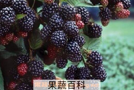 桑葚的食疗功效与用法