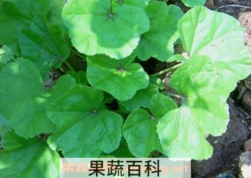 怎样种冬苋菜 冬苋菜种植技巧
