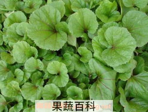 怎样种冬苋菜 冬苋菜种植技巧