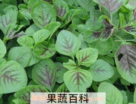 冬苋菜图片 冬苋菜与什么食物相克