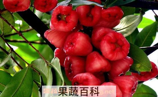 莲雾怎么吃
