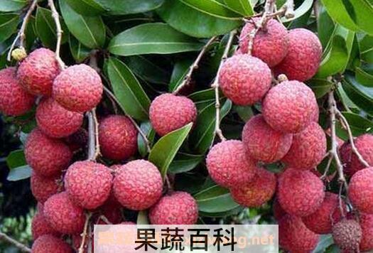 吃荔枝上火吗 