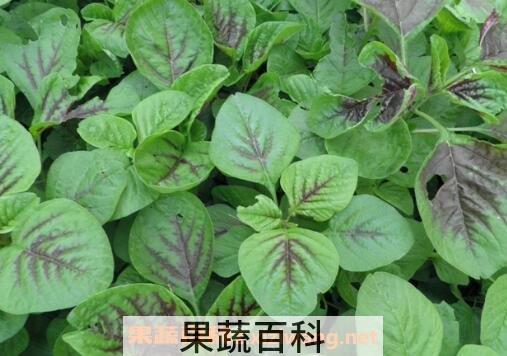 怎样清洗冬苋菜 冬苋菜怎么做好吃
