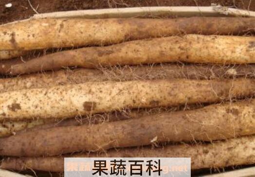 孕妇可以吃山药吗 孕妇吃山药的功效