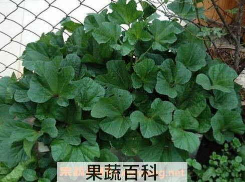 冬苋菜的功效 吃冬苋菜的好处