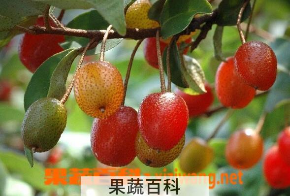 果蔬百科羊奶子
