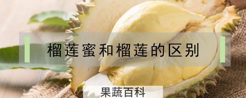 榴莲蜜和榴莲的区别
