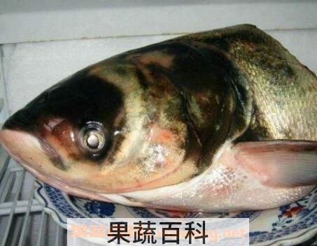 胖头鱼的功效与作用