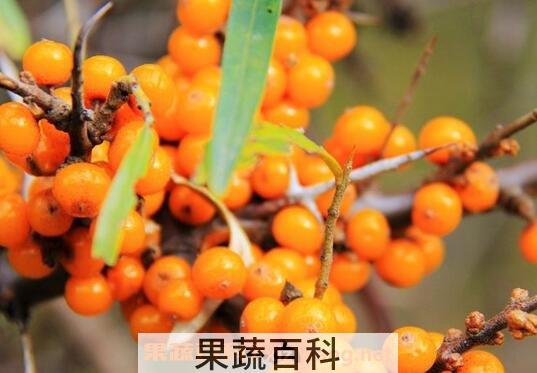 沙棘果怎么吃