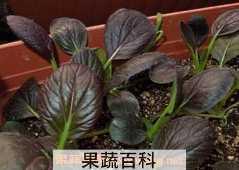 紫油菜和什么相克 紫油菜怎么吃最好