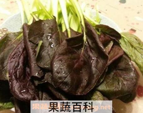 紫油菜和什么相克 紫油菜怎么吃最好