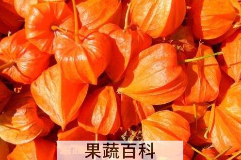 怎么挑选姑娘果