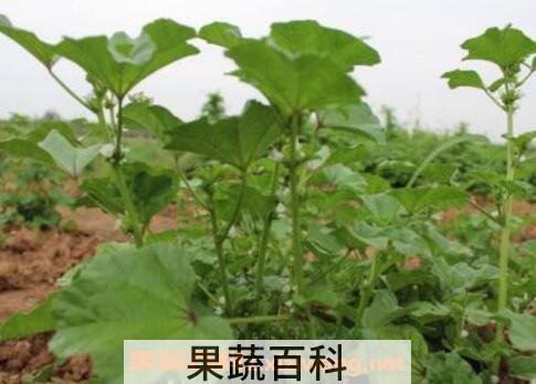 冬苋菜根的功效作用与药用价值