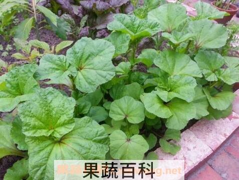 冬苋菜根的功效作用与药用价值