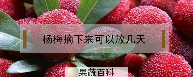 杨梅摘下来可以放几天