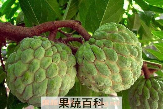 吃番荔枝的好处有哪些