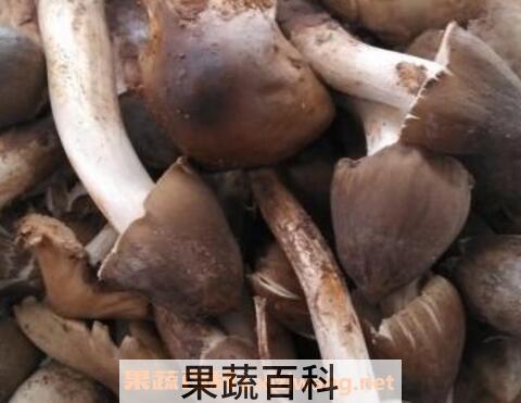 棕菌的功效与作用 棕菌与什么相克