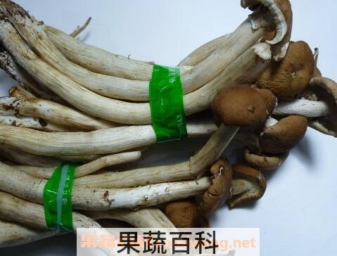 棕菌的功效与作用 棕菌与什么相克
