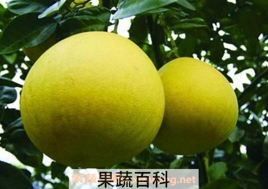 梁平柚的特点与功效