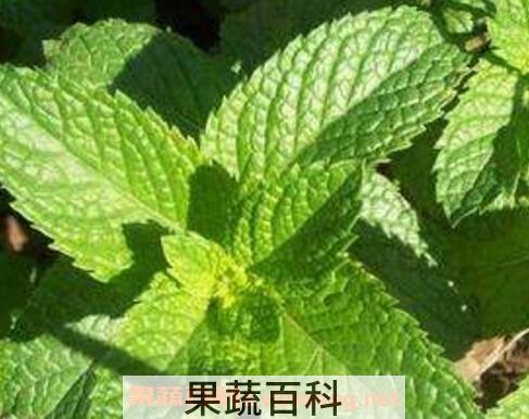 鱼香菜的功效与药用价值
