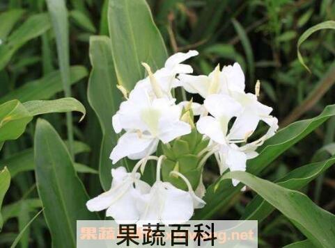 鱼香菜的功效与药用价值
