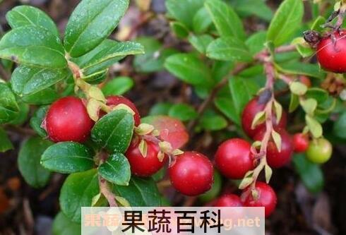 蔓越莓的神奇功效