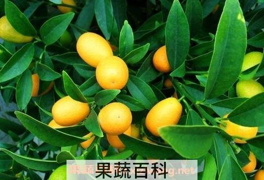 金桔姜茶的做法与功效