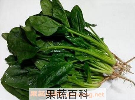 菠菜不能与什么同吃 哪些人不能吃菠菜