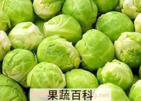 圆白菜的营养价值