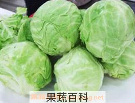 圆白菜的营养价值