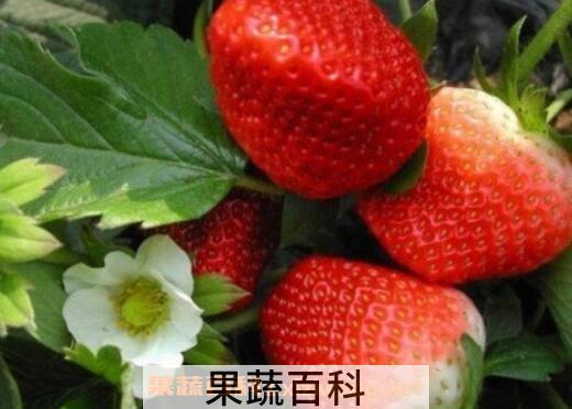 草莓怎么清洗