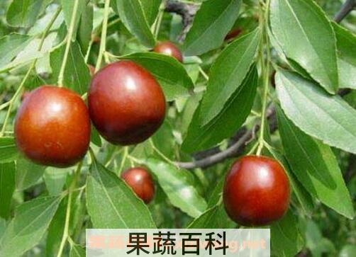 吃枣的好处与坏处