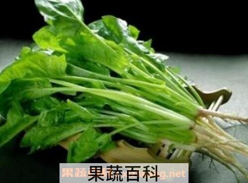 菠菜的营养价值