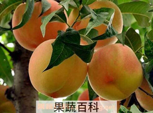 吃桃子的禁忌