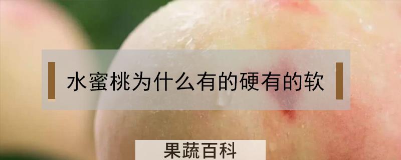 水蜜桃为什么有的硬有的软