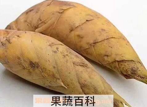 找冬笋技巧与方法