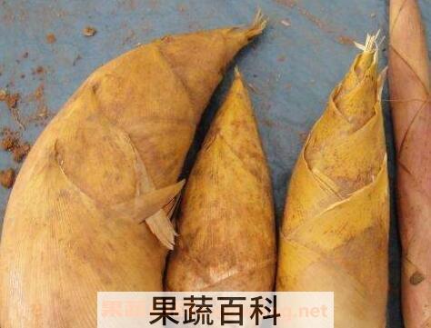 找冬笋技巧与方法