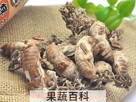 金蝉花的功效与作用