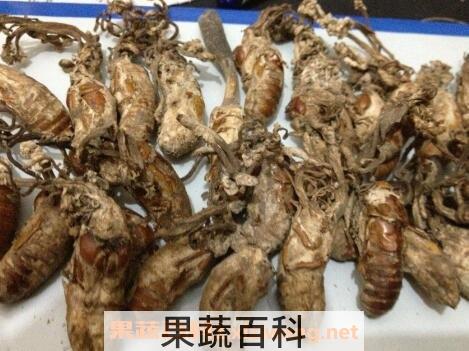 金蝉花的功效与作用