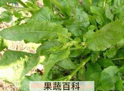 野菠菜的功效与作用及药用价值