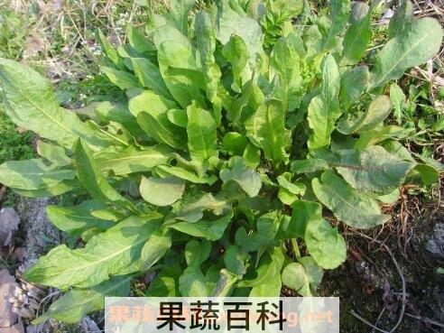 野菠菜的功效与作用及药用价值