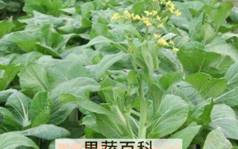 白菜苔是不是白菜心 白菜苔和菜心是一样的吗