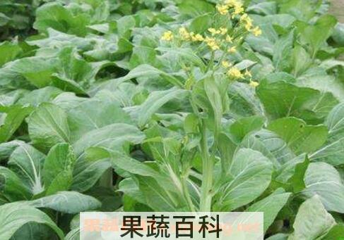 白菜苔和菜心的区别 白菜苔的常见吃法